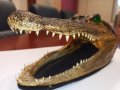 Автентична глава алигатор/крокодил, снимка 3
