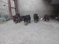Продавам малки кученца - Немска овчарка, снимка 5