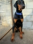 Добермани расови, снимка 2