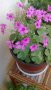 Продавам цветя Детелина Оксалис, розови, във висящи и обикновени саксии, снимка 14