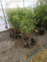 цитрусови дървета и маслини , снимка 6
