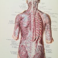 Атлас анатомии человека. Том 2/3 - Р.Д. Синельников, снимка 6 - Специализирана литература - 40454937