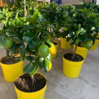   Лимон Лимонови дръвчета ,лимон дръвче цена, снимка 17 - Градински цветя и растения - 36625824