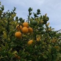 Див лимон (Poncirus trifoliata), снимка 2 - Разсади - 33037314