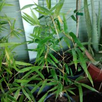 Бамбук Вивакс жълт Phyllostachys vivax 'Aureocaulis' , снимка 9 - Градински цветя и растения - 27535820