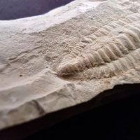 Фосил на Perrector Falloti - период Камбрий, снимка 5 - Колекции - 37910784