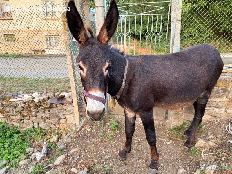 Продавам младо мъжко магаре, снимка 1