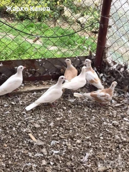 Смеещи  се гугутки, снимка 1