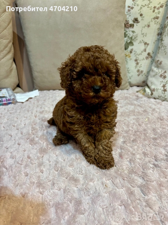 Продавам мини Той пудел, снимка 1