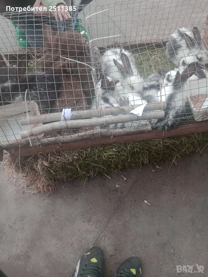 продавам подрастващи зайци, снимка 1