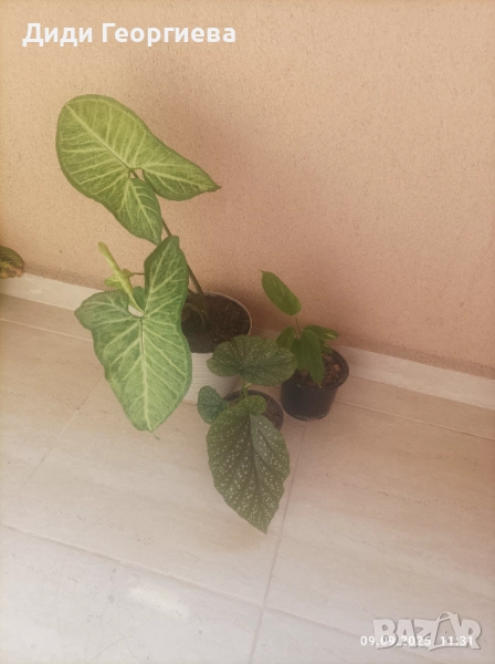 Стайни растения за дома , снимка 1