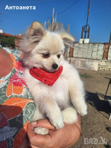 Померан-мини шпиц, снимка 1