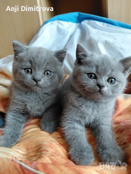 Британска късокосместа., снимка 1