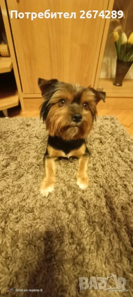 Мъжко Йорки търси партньорка., снимка 1