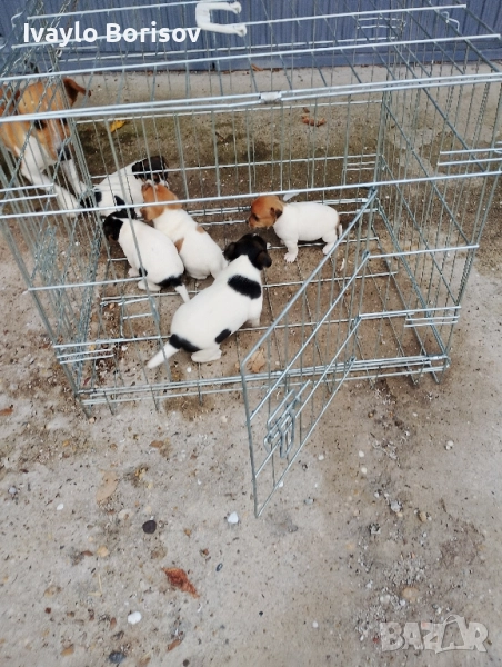 Джак Ръсел Териер, снимка 1