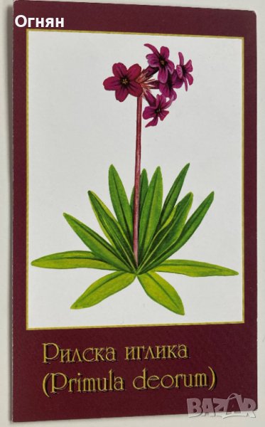 Картичка Рилска иглика, снимка 1