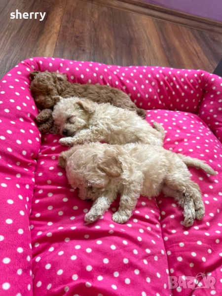 Той пудел, снимка 1