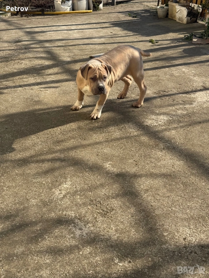 Американско були, снимка 1