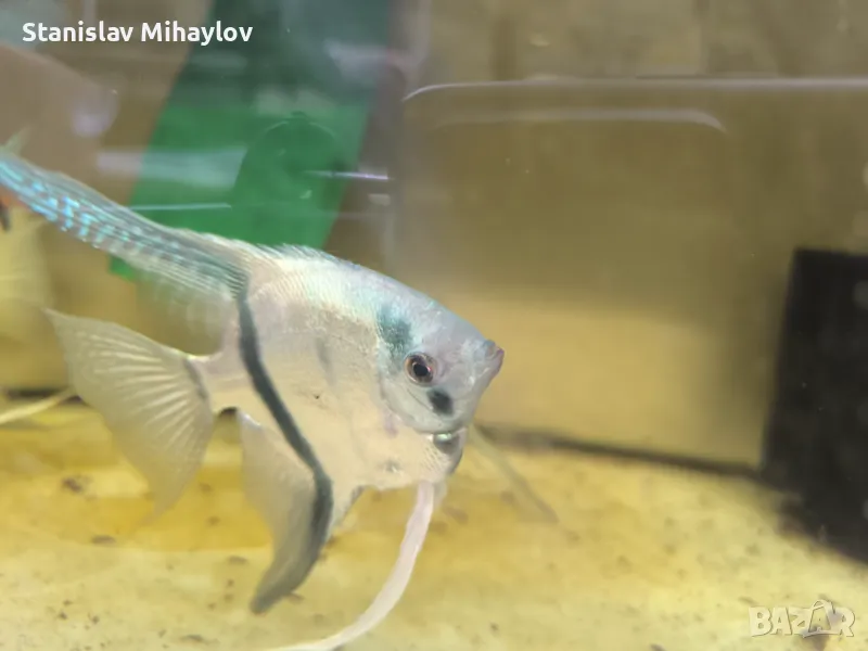  Philippine Blue , снимка 1