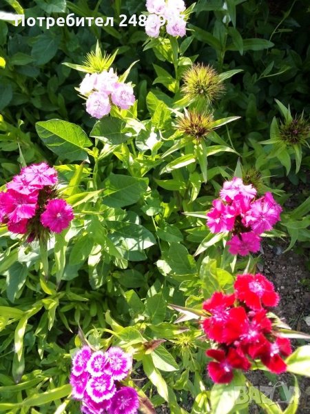 Турски карамфил - разсад, снимка 1