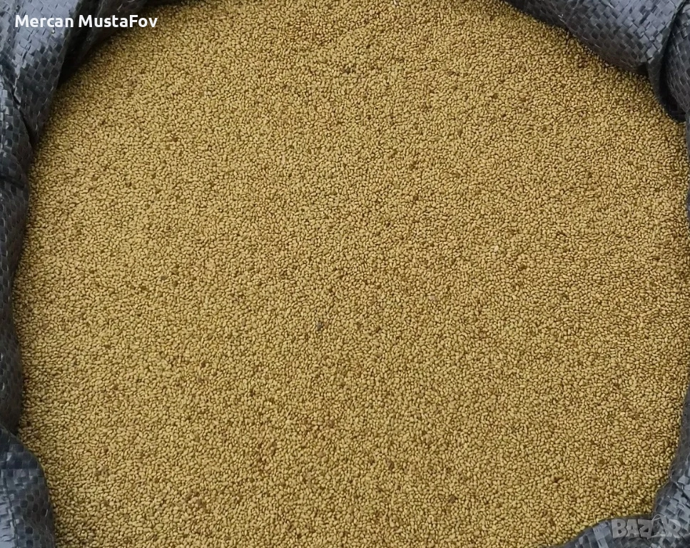 Семе Люцерна Плевен 6 / Приста , снимка 1