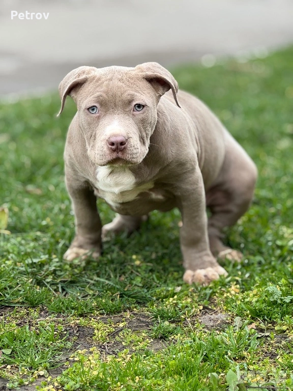 Американски булета , снимка 1