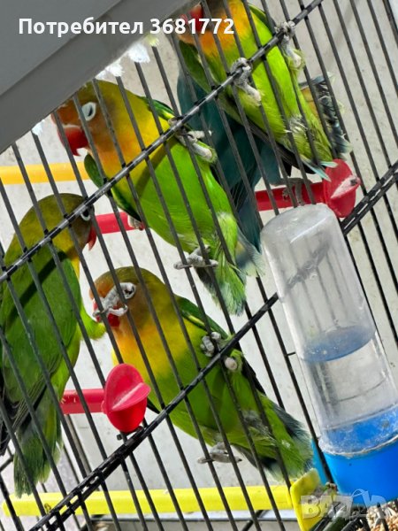 Избор на папагали, снимка 1