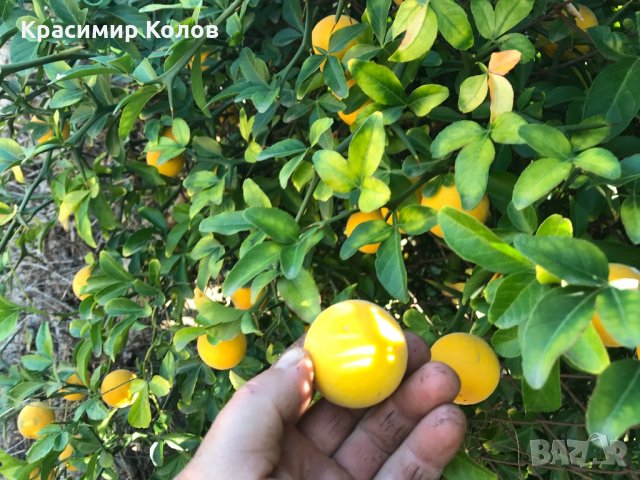 Портокал трилистен,Poncirus trifoliata, плодове, семена и растения, снимка 8 - Градински цветя и растения - 27077029