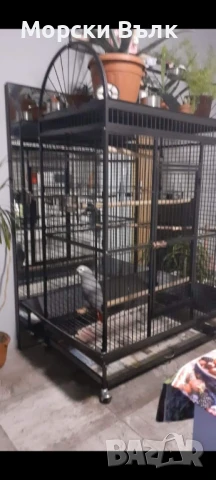 Голяма клетка