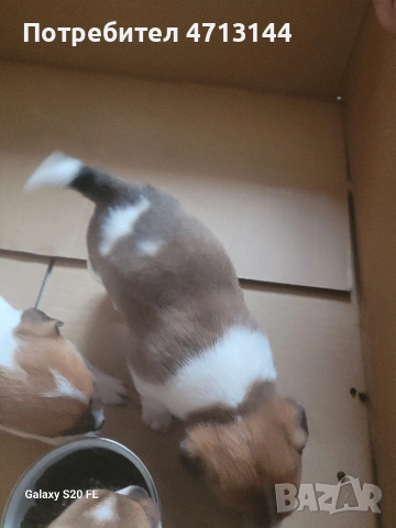 Джак Ръсел , снимка 4 - Джак ръсел териер - 53147122