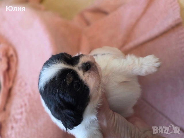 Японски хинчета, снимка 15 - Други - 52506287