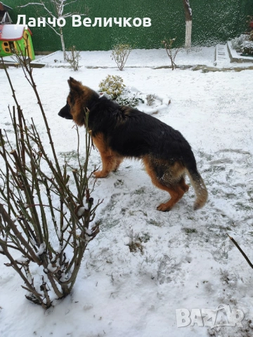 Продавам немска овчарка, снимка 6 - Немска овчарка - 53485005