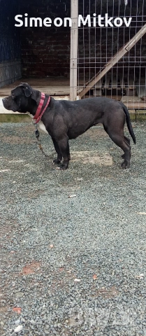 здравейте приятели продавама американско були женско 1год 4месеца тл 0876891693, снимка 2 - Питбул - 53580033