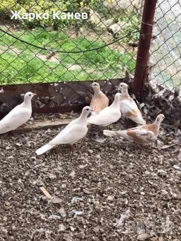 Смеещи  се гугутки