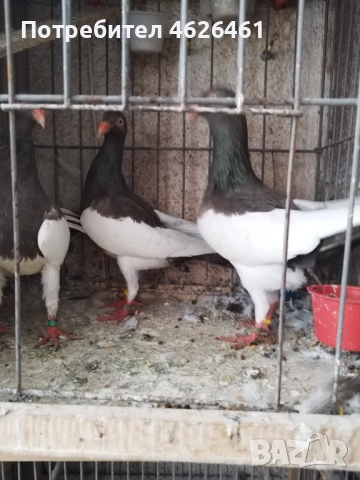 Датски летачи, снимка 14 - Гълъби - 52098870