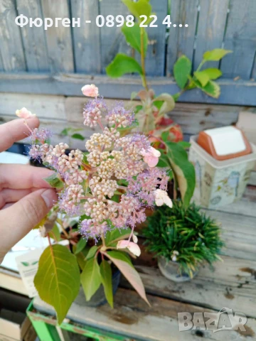 Хортензия aspera Hot Chocolate, снимка 8 - Разсади - 40532249