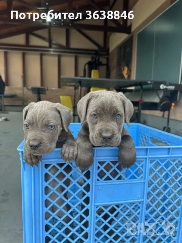 Кане корсо, снимка 3 - Кане корсо - 50833146