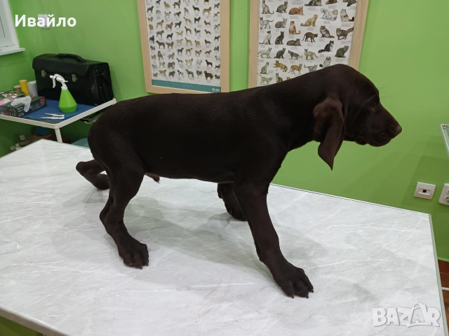 Продавам , снимка 4 - Курцхаар - 52690625