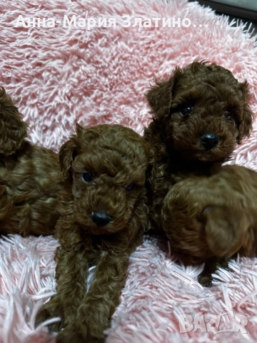 Той пудел момченца и момиченца, снимка 8 - Пудели - 52109767