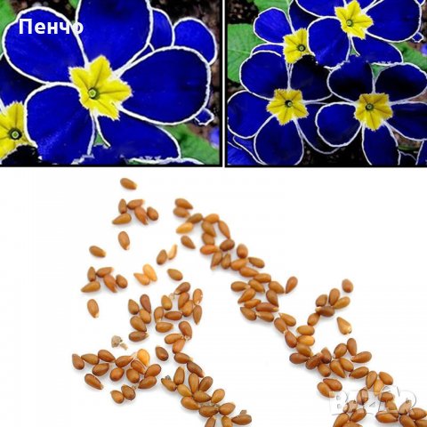 100 бр редки семена от цвете цветя синя вечерна иглика лесни за засаждане в градината градински деко, снимка 6 - Стайни растения - 28091369