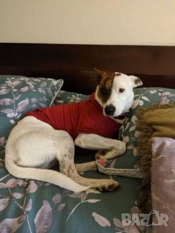 Анорак с качулка за куче. Пуловр за куче. Дрехи големи за кучета. Кучешки дрехи. Дрехи за малко куче, снимка 11 - Други стоки за животни - 38242548