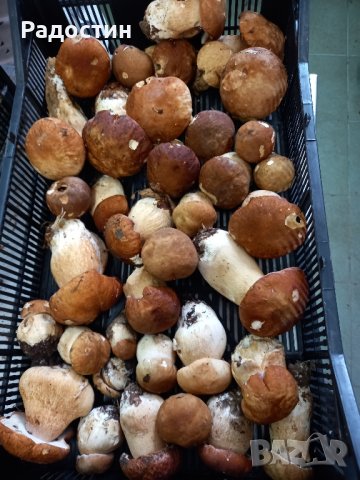 Суха Манатарка Челадинка Булка Пачи крак , снимка 2 - Други стоки за дома - 43181992