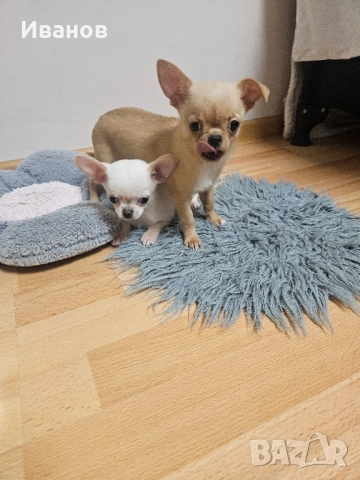 Мини бебе момчета , снимка 6 - Чихуахуа - 52394701