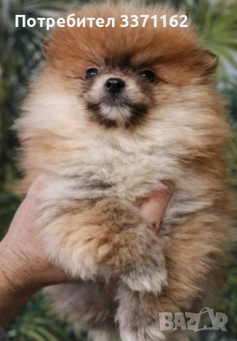  мини померан