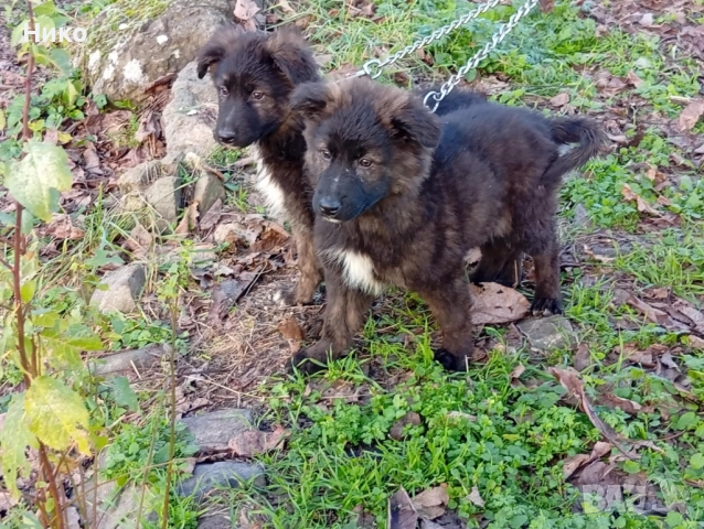 Немски овчарки , снимка 16 - Немска овчарка - 52176583