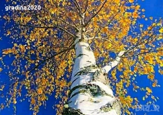 Бреза 100-150см за 11лв , размер 200-220см за 21лв и Налични 3 вида Върби , снимка 3 - Разсади - 38067285