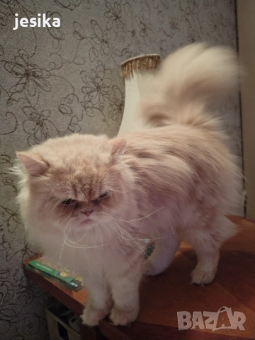 Мъжки персийки с родословие., снимка 2 - Персийска - 51298396