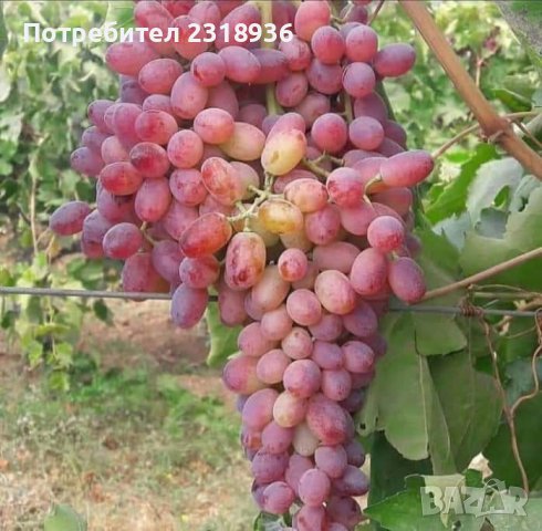 Десертни сортове грозде., снимка 6 - Разсади - 38898244