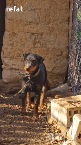 ягдтериер женска, снимка 2 - Ягдтериер - 53201826