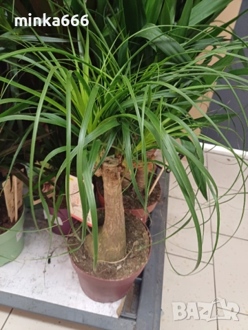 Нолина, снимка 3 - Стайни растения - 52387481